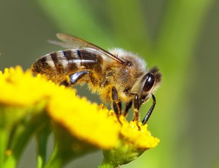 Wall Mural - bee or honeybee in Latin Apis Mellifera