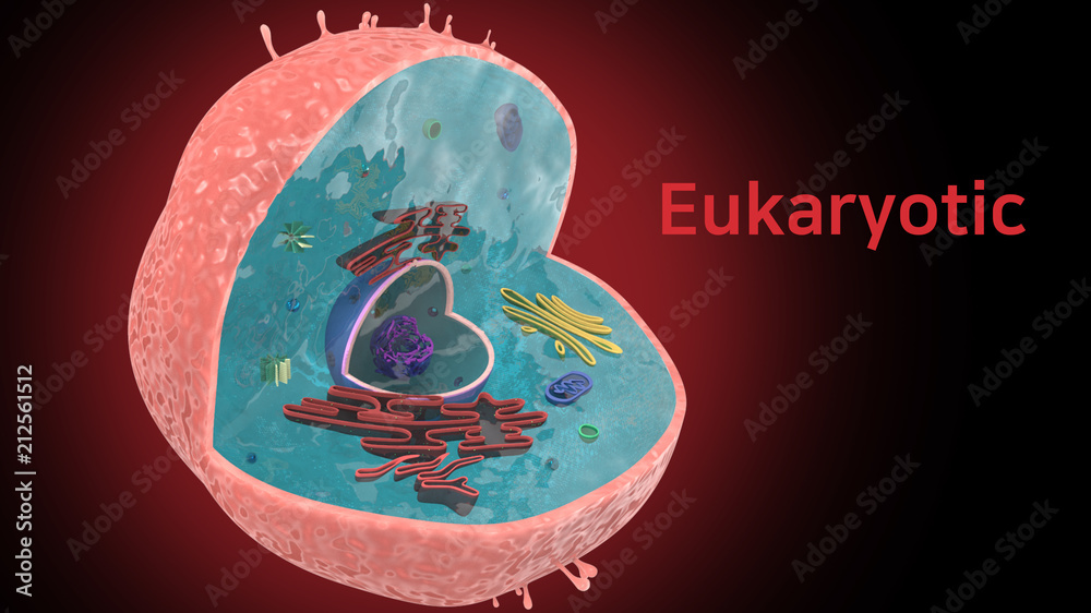 Eukaryotic cell 3d structure Stock Illustration | Adobe Stock