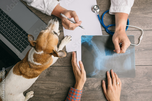 Fototapeta na szkło Vet visiting with dog Jack Russell terrier. Doctors desk from the top. X-ray consultation. Professional medical pet care