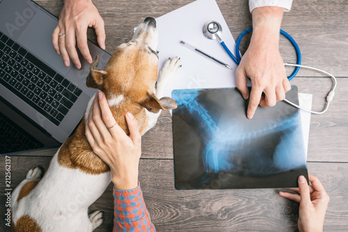 Fotografie, Obraz veterinary examination consultation with an X-ray