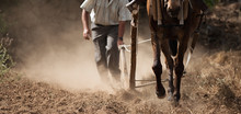 Farmer And Horse Plowing Farmer Field,guided By An Elderly Farmer While Ploughing A Field