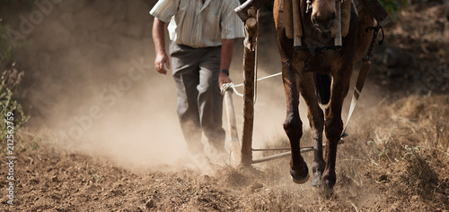 Fotografía Farmer and horse plowing farmer field,guided by an elderly farmer while ploughin