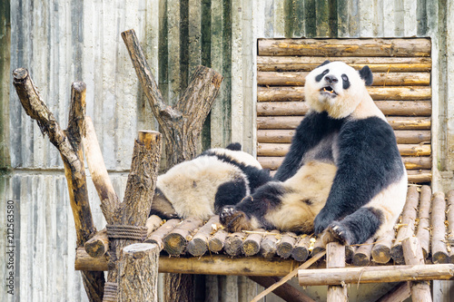 Zdjęcie XXL Dwa gigantyczne pandy odpoczywa po śniadania. Śmieszny niedźwiedź panda