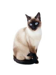 beautiful siamese cat isolated on white background