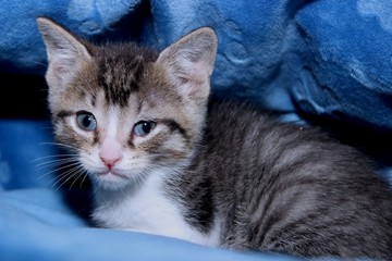 Wall Mural - BROWN AND WHITE ABBY KITTEN