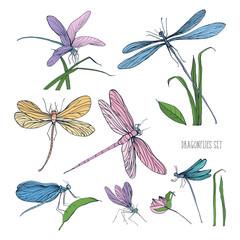 Poster - Collection of beautiful colorful dragonflies isolated on white background. Gorgeous winged insects flying and sitting on grass blades. Hand drawn vector illustration in elegant vintage style.