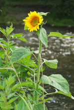 Blooming Sunflower With Yellow Blossom In The Nature
