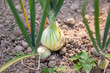 Onion plantation in the garden. 