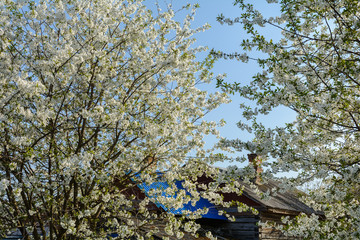 Cherry trees blossom in the village