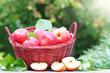 Apples, Äpfel, Pink Lady, Cripps Pink, Apfel, im Korb, Apfelbaum, Sonne, Textraum, copy space