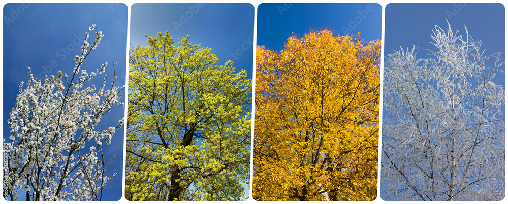 Four season collage from vertical banners with trees and blue sky - obrazy, fototapety, plakaty 