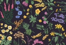 Botanical Horizontal Backdrop With Blooming Wild Flowers, Summer Meadow Flowering Herbs And Gorgeous Herbaceous Plants On Black Background. Natural Realistic Floral Hand Drawn Vector Illustration.