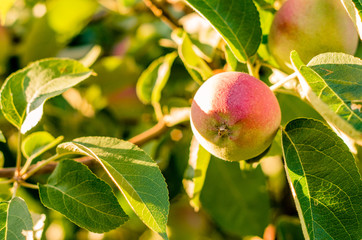 Ripe apple on the tree during autumn harvesting