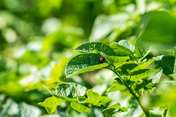 The larvae of Colorado beetle on potato leaves.