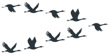 Flock Of Cranes Or Stork Black Silhouette In Flying. Vector Flat Illustration Of Bird Migration Isolated On White Background.
