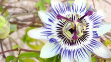Blooming Blue Passion Flower. Beautiful Passiflora Caerulea Also Known As Passion Flower