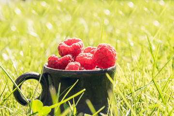 Wall Mural - Freshly picked raspberry and summer sunny garden