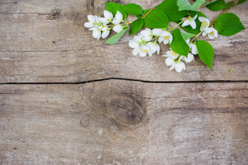  White flower or jasmine on the wood background