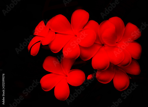 Naklejki One color  plumeria-kwiat-na-czerwonym-i-czarnym-tle