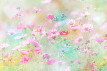 Wall Mural - cosmos flower on pastel color background.