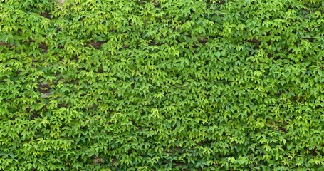 Wall Mural - green creeper plant wall