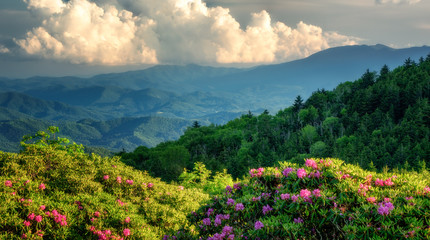 Wall Mural - Roan Mountain Carvers Gap rhododendron blooming