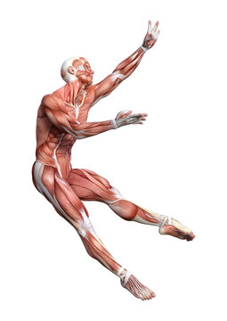 3D Rendering Male Anatomy Figure on White