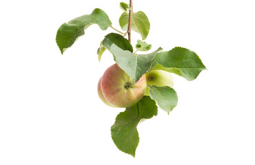 Wall Mural - apple branch with apple isolated