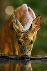 Wall Mural - european roe deer - capreolus capreolus, common deer from european forests, woodlands and meadows.