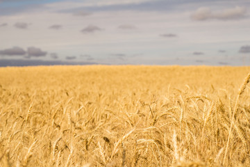 beautiful landscape if summer wheat fields