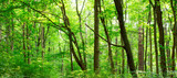 Fototapeta Na ścianę - forest trees. nature green wood sunlight backgrounds