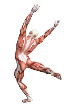 3D Rendering Male Anatomy Figure on White