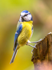 Eurasian blue tit clamped to pole