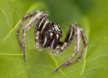 Very Small Wolf Spider (Lycosidae)