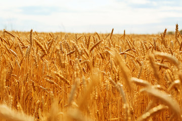 Wall Mural - Wheat flied at sunset. Wheat background