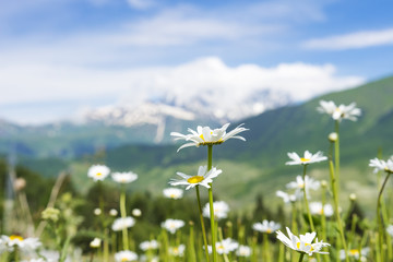 Wall Mural - White camomile flowers on green meadow on hill on blurred background of snowy mountains in clear sunny summer day. Georgian wild nature, Svaneti region.