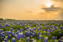 Texas Wildflower Fields