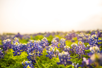 Wall Mural - Texas wildflower fields