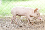 Fototapeta Zwierzęta - New born pig or cute on a farm.