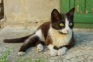 Pretty funny black and white kitten lies resting outdoor. Background is concrete wall, cracked wooden green door.