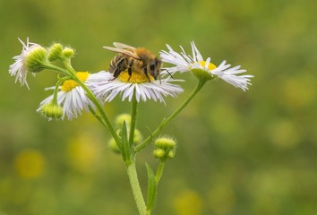 Bee collecting pollen from chamomile.