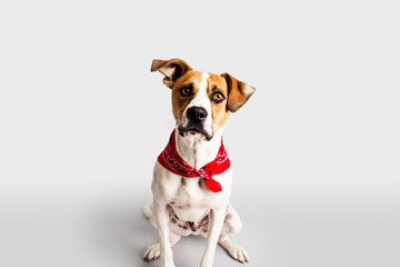 Wall Mural - Adorable hound with bandana