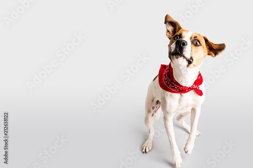 Zdjęcie XXL Cudowny pies z chustką