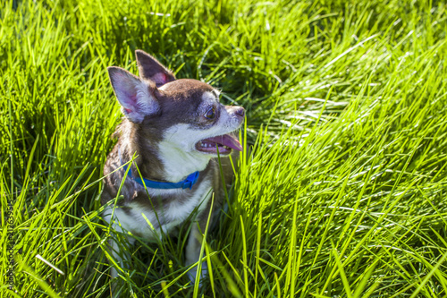 A Small White And Brown Chihuahua Dog In Grass Little Dog In
