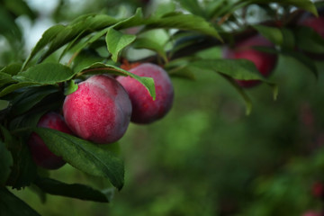 Poster - Closeup of delicious ripe plums on tree branch in garden