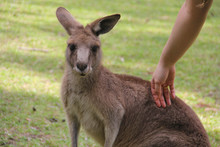 Kangoroo Wildlife Australia Wallaby 