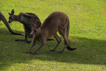 Kangoroo Wildlife Australia Wallaby 