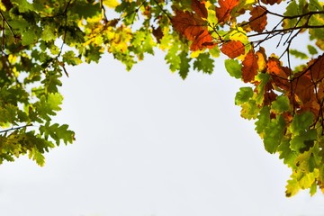 Canvas Print - Tree and sky.