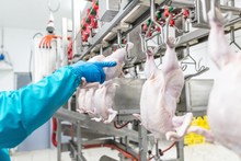 Dead Chicken Free Stock Photo - Public Domain Pictures