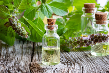 Wall Mural - A bottle of tulsi essential oil with fresh tulsi, or holy basil